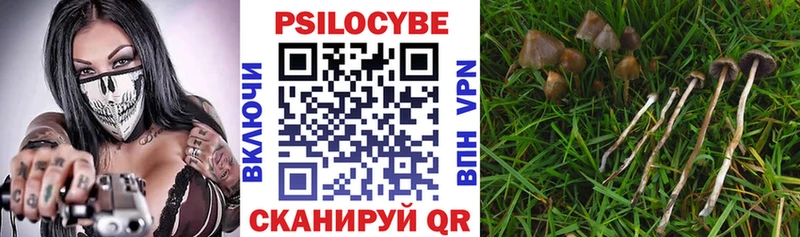 Псилоцибиновые грибы Cubensis  купить  цена  Берёзовский 